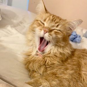 Meet your Posher, Abigail